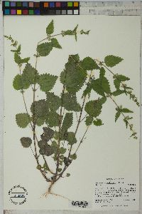 Urtica chamaedryoides image