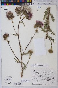 Cirsium hallii image