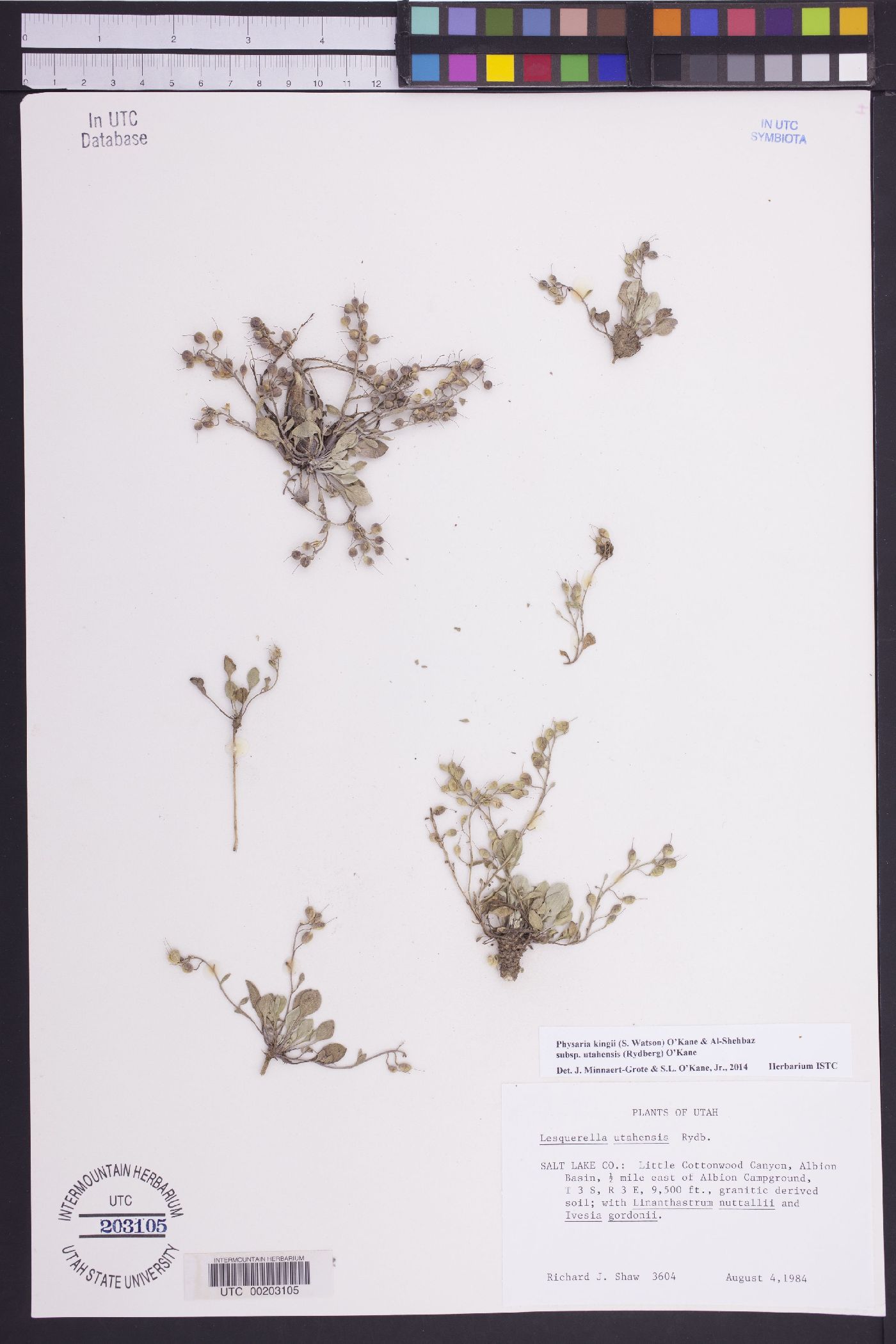 Physaria kingii subsp. utahensis image