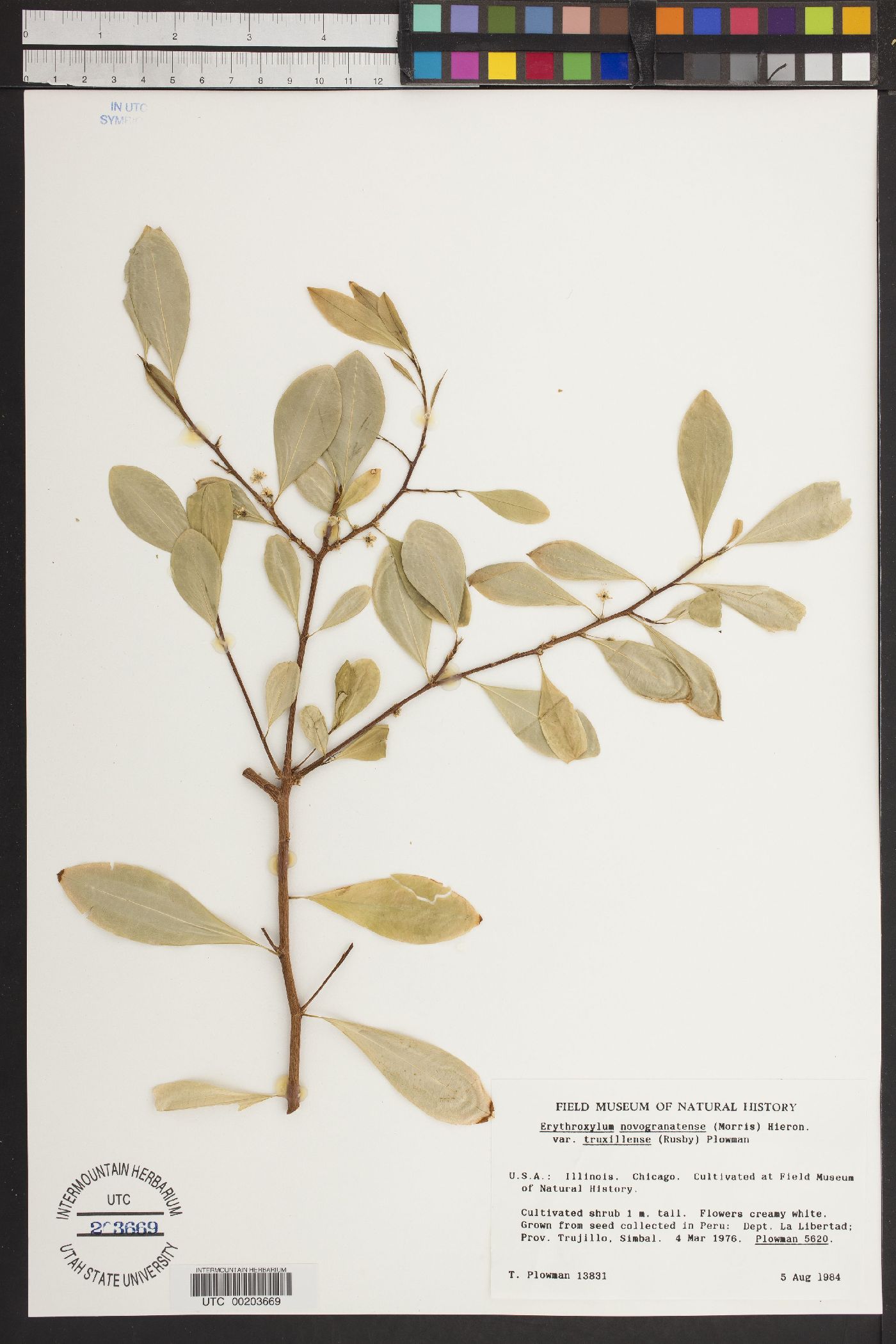 Erythroxylum novogranatense image