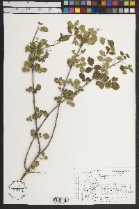 Fraxinus cuspidata image