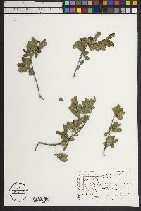 Diospyros texana image