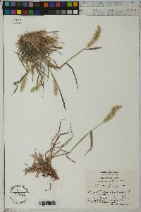 Polypogon monspeliensis image