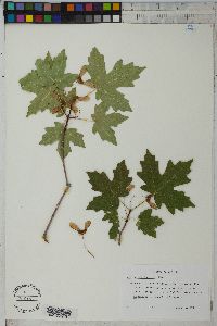 Acer grandidentatum image