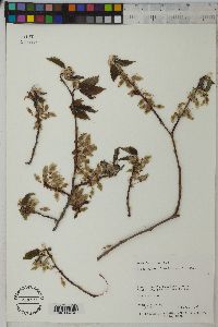 Ulmus glabra image