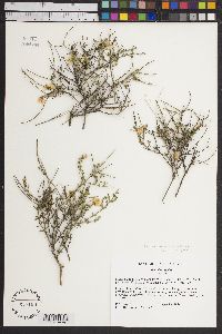 Menodora hintoniorum image