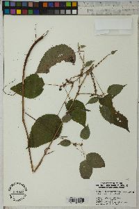 Image Associated With the Occurence