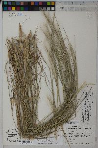 Stipa plumosa image