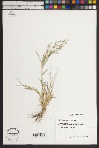 Eragrostis mexicana image