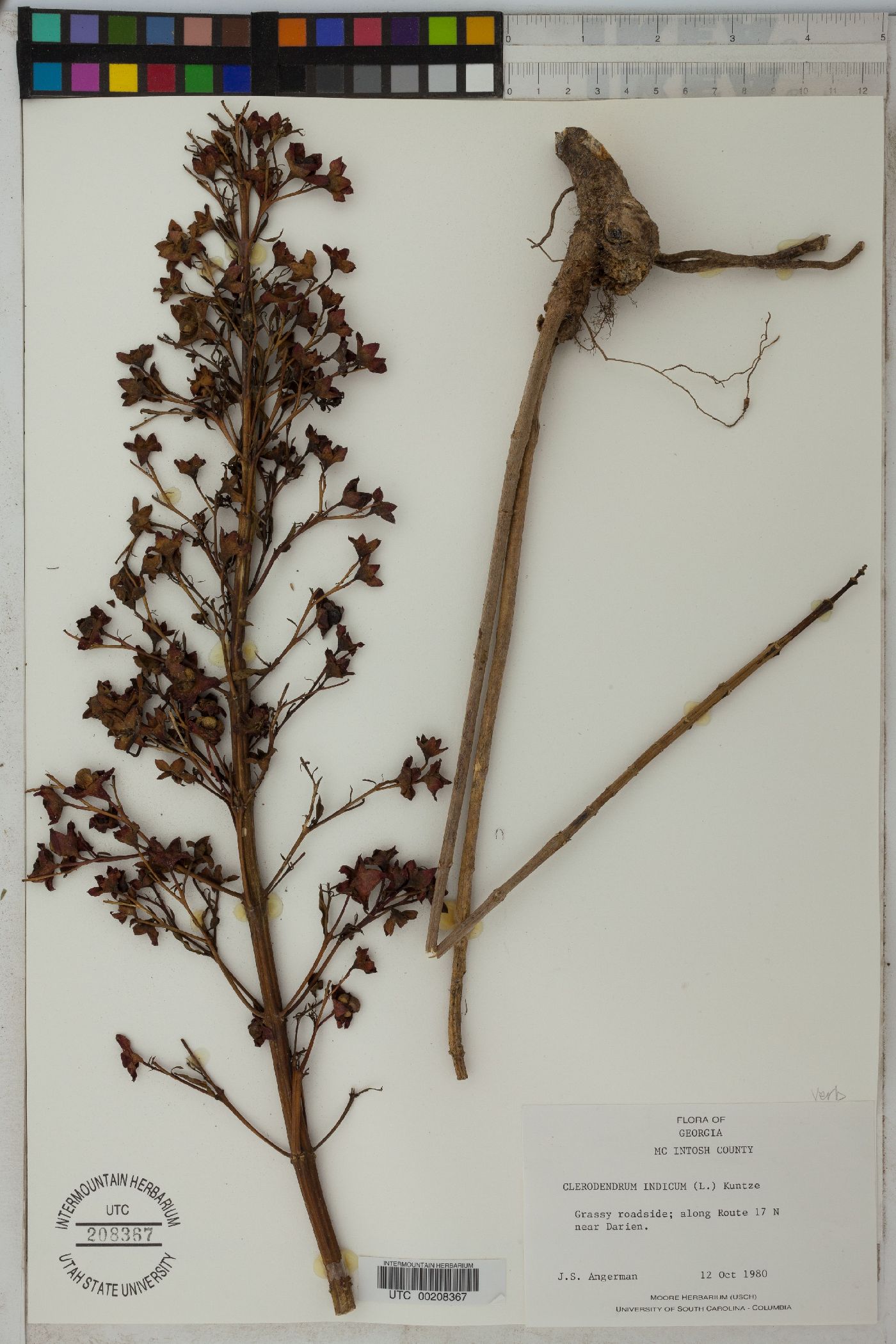 Clerodendrum indicum image