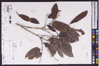 Image of Bauhinia brachycalyx