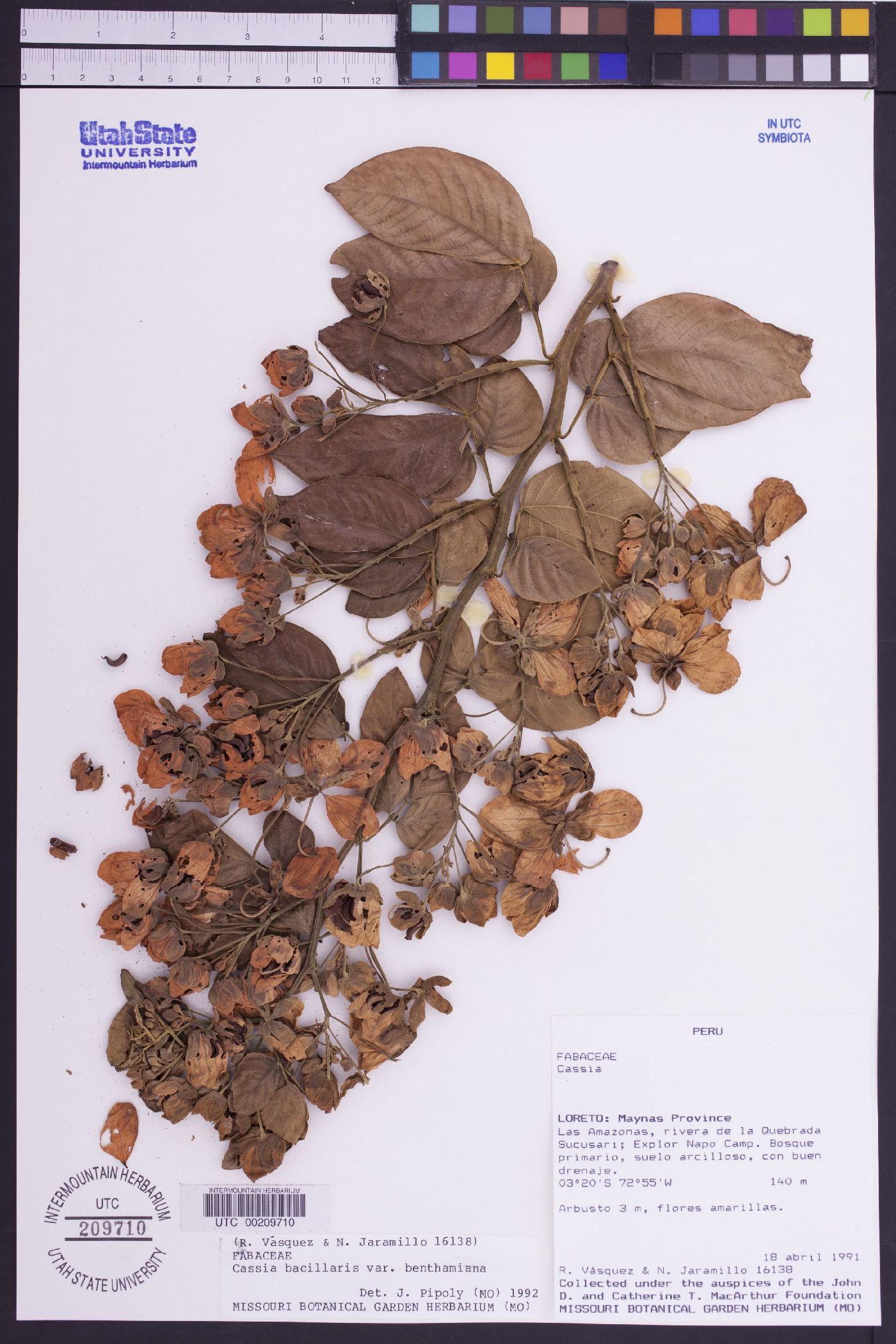 Senna bacillaris var. benthamiana image
