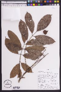 Protium opacum image