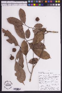 Protium opacum image