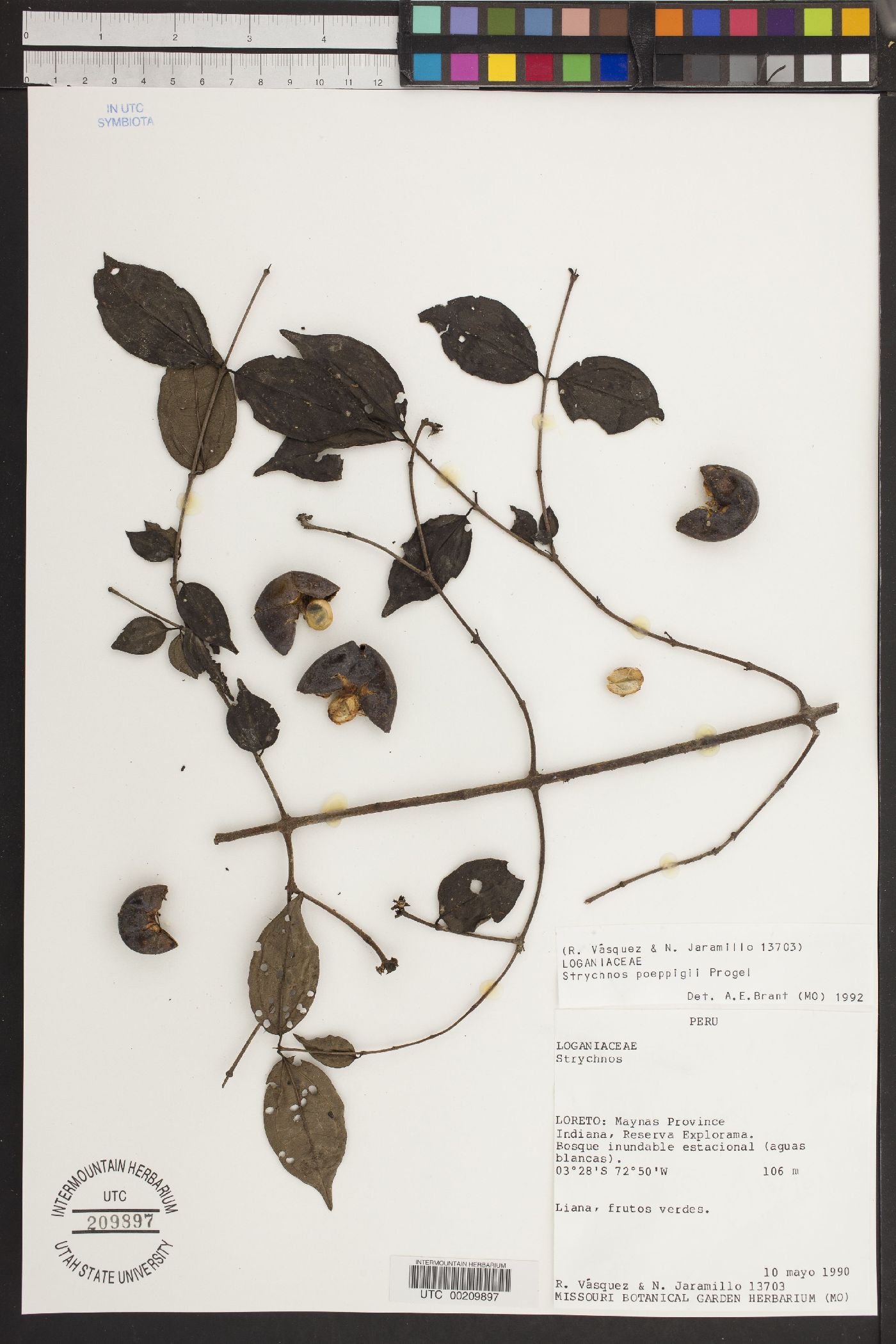 Strychnos poeppigii image