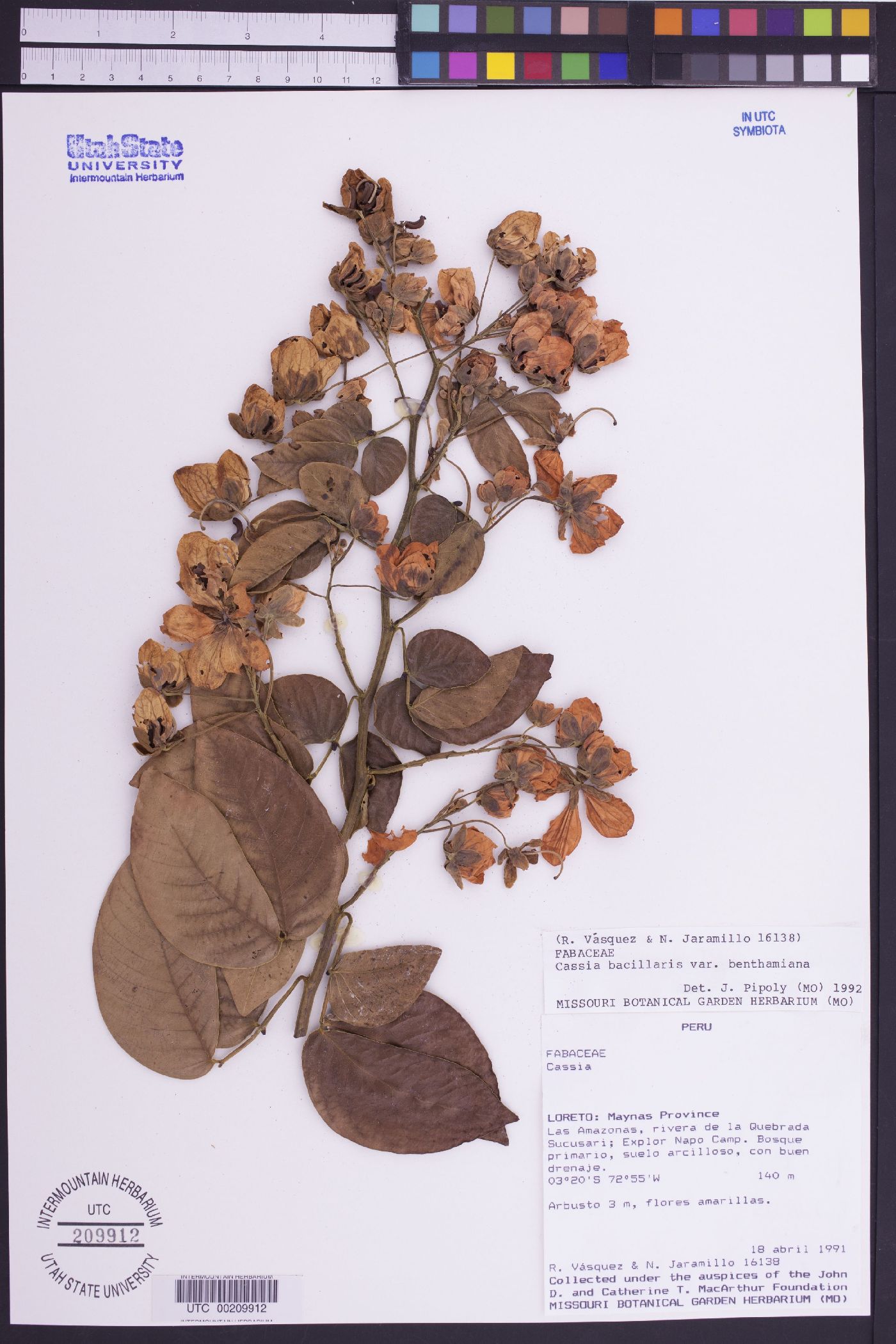 Senna bacillaris var. benthamiana image