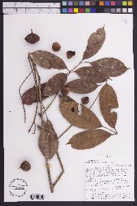 Protium opacum image