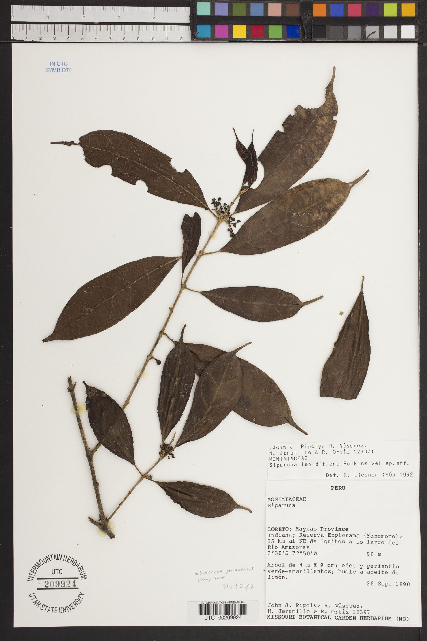Siparuna guianensis image