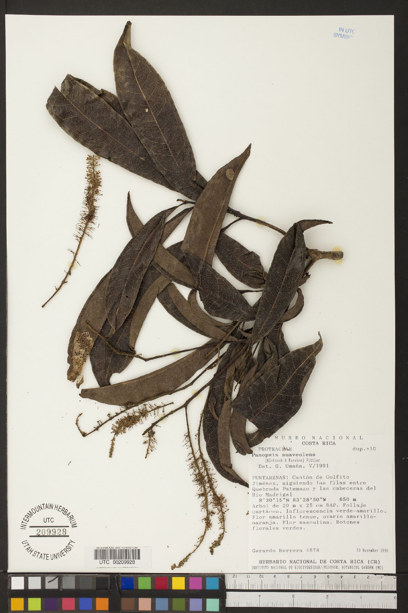 Panopsis suaveolens image