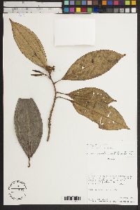 Blakea cuneata image