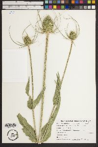 Dipsacus fullonum image