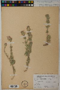 Glandularia bipinnatifida var. ciliata image