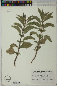 Urtica gracilis image