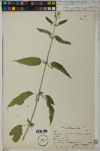 Urtica dioica image