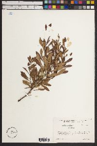 Myrica cerifera image