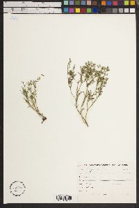 Polypremum procumbens image