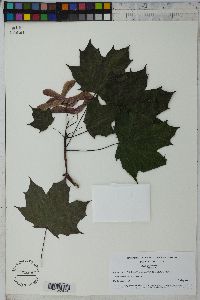 Acer platanoides image