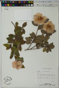 Camellia sasanqua image