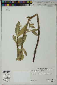 Alternanthera philoxeroides image