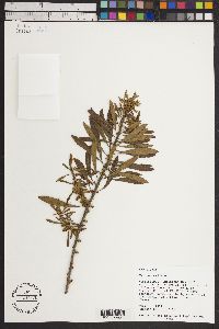 Myrica cerifera image