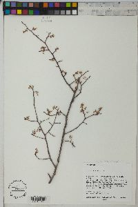 Ulmus alata image