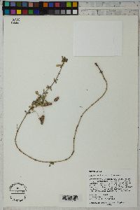 Phyla nodiflora image