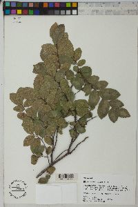 Ulmus crassifolia image