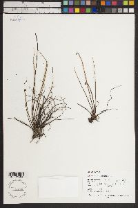 Drosera filiformis image