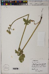 Valeriana occidentalis image