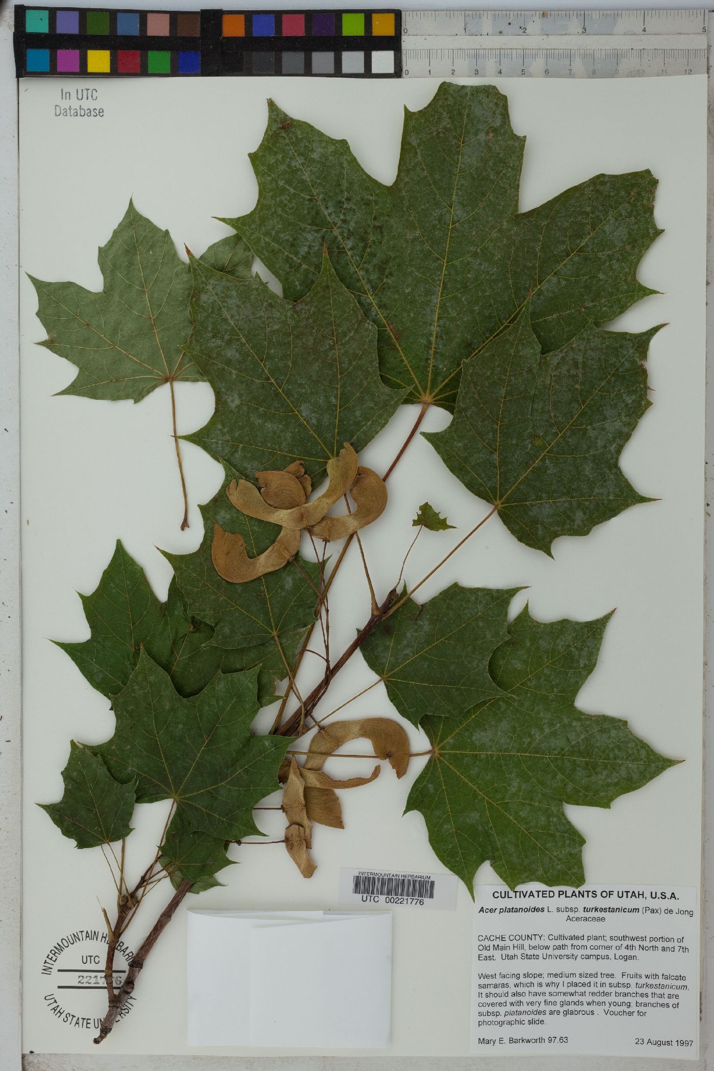 Acer platanoides subsp. turkestanicum image