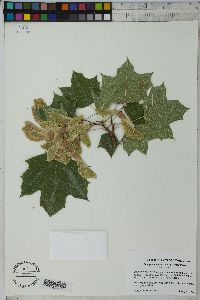 Acer platanoides subsp. platanoides image