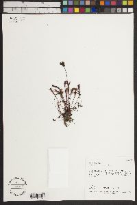 Drosera anglica image