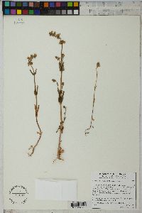 Plectritis ciliosa subsp. insignis image