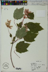 Acer spicatum image