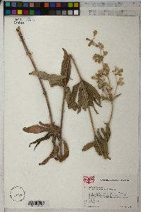 Silene stellata image