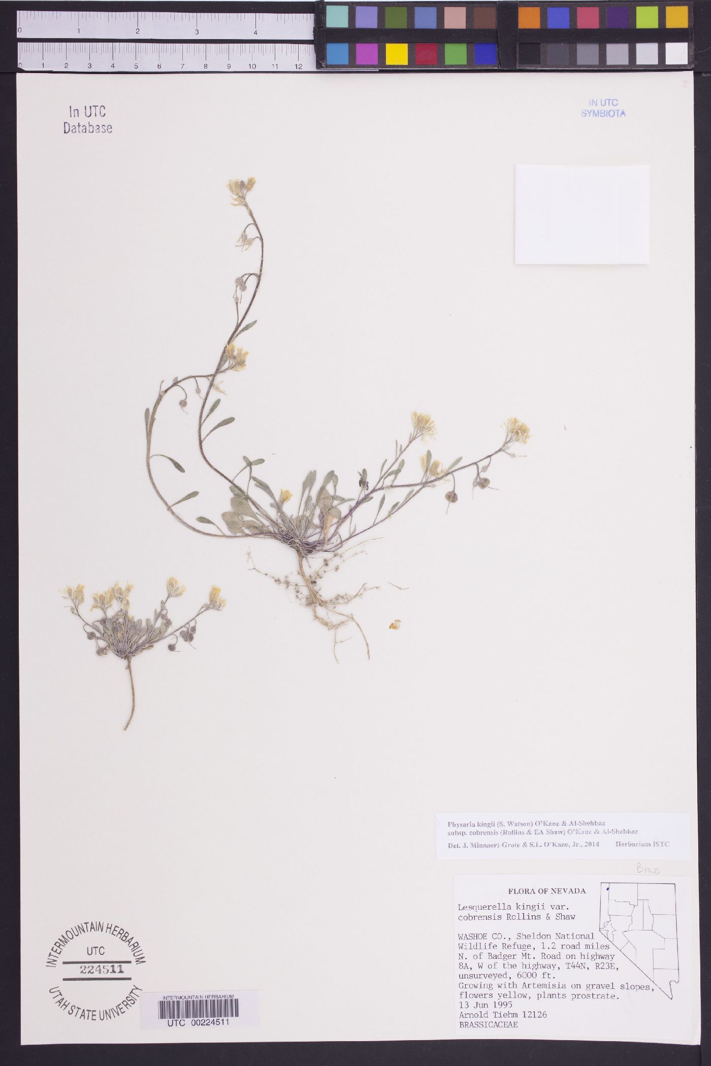 Physaria kingii subsp. cobrensis image