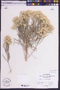 Ericameria nauseosa var. graveolens image