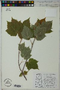 Acer spicatum image