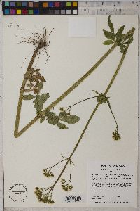 Valeriana occidentalis image