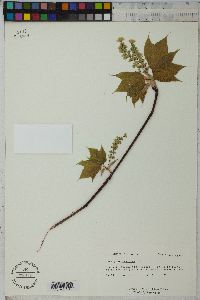 Acer pensylvanicum image